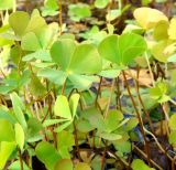 Marsilea quadrifolia