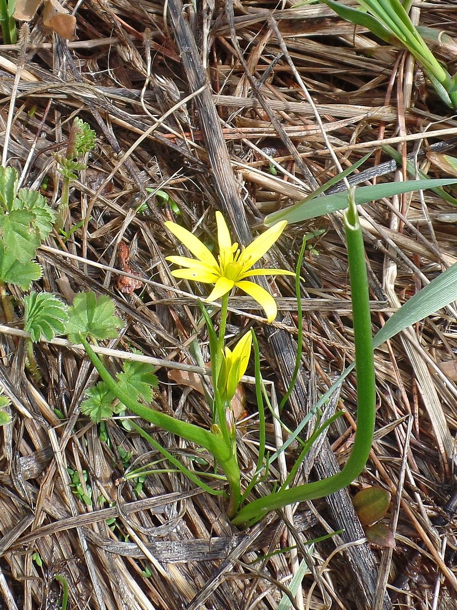 Image of Gagea liotardii specimen.