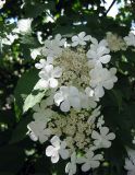 Viburnum opulus. Соцветия. Украина, г. Киев, Южная Борщаговка, ул. Симиренко. 22 мая 2010 г.