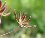 Anthriscus cerefolium