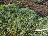 Scleranthus perennis
