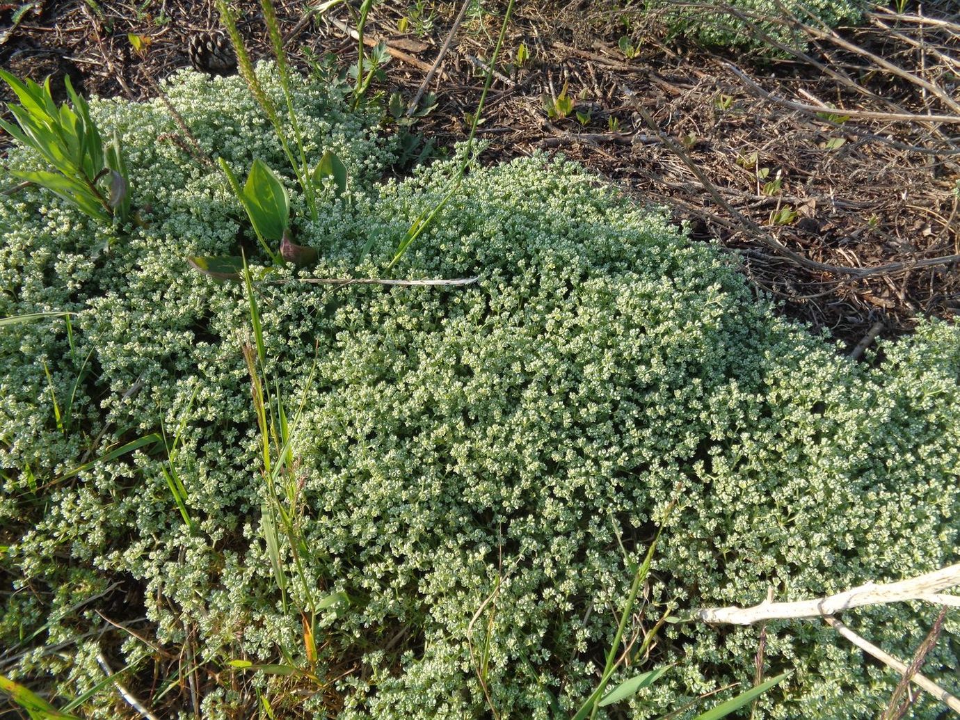 Изображение особи Scleranthus perennis.