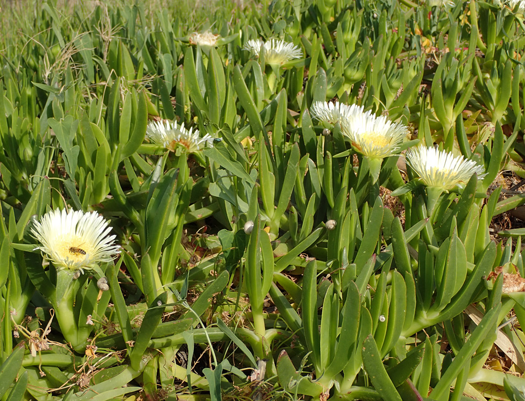 Image of Carpobrotus edulis specimen.