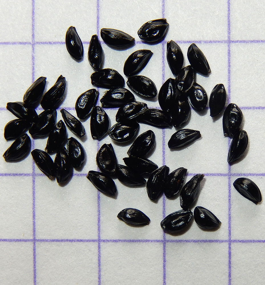 Image of Aquilegia vulgaris specimen.