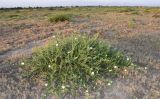 Capparis herbacea