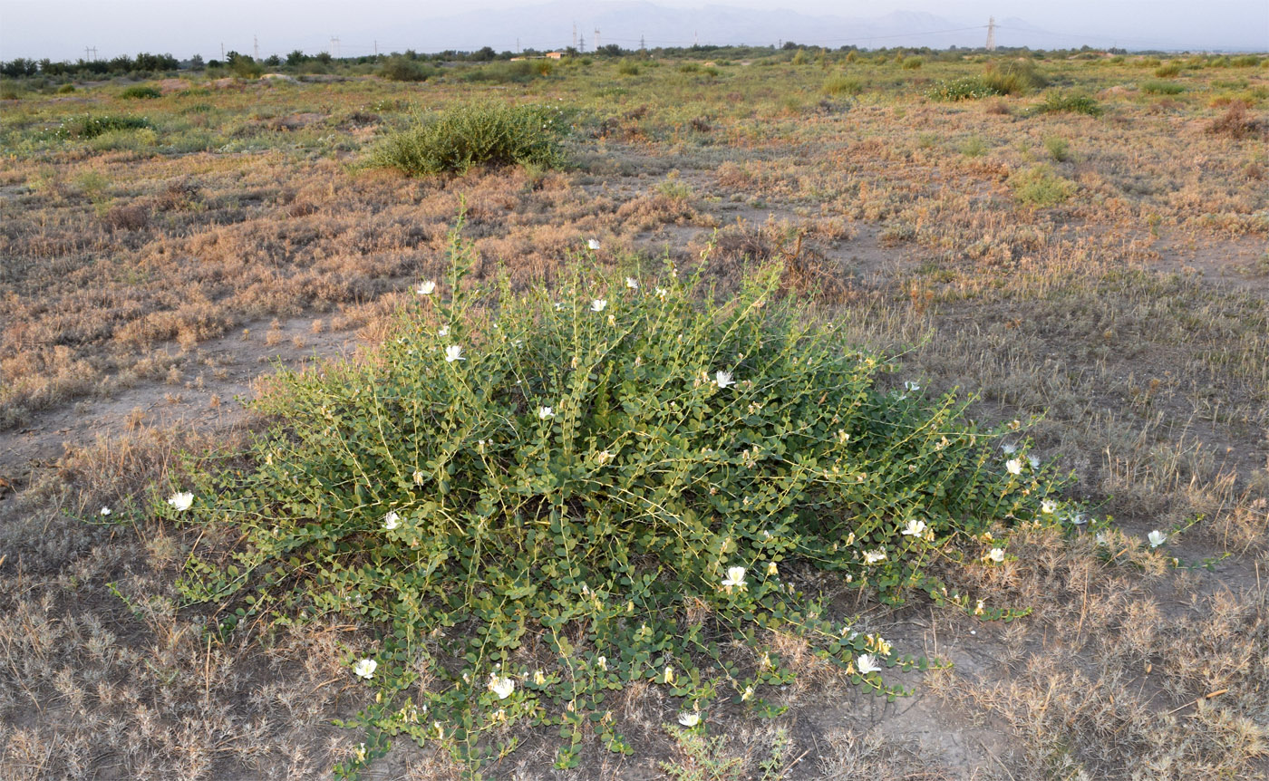 Image of Capparis herbacea specimen.