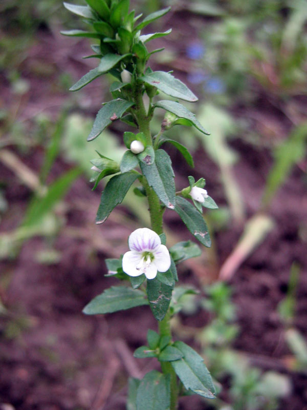 Image of Veronica humifusa specimen.