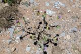Cousinia libanotica. Цветущее растение. Израиль, горный массив Хермон, выс. 1400 м н. у. м. 07.07.2018.