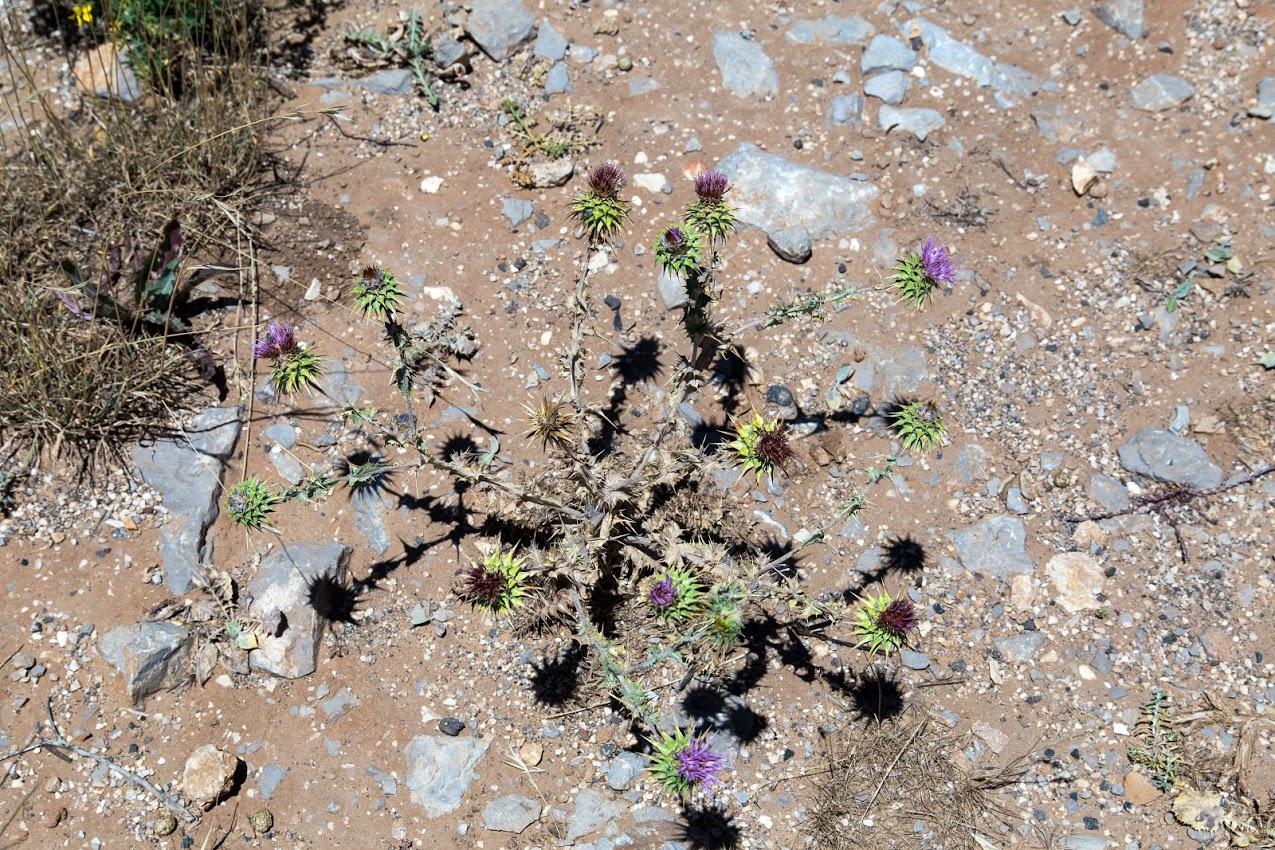 Image of Cousinia libanotica specimen.