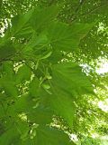 Acer × conspicuum. Ветвь с соплодиями. Польша, г. Рогов, арборетум, в культуре. 29.05.2018.