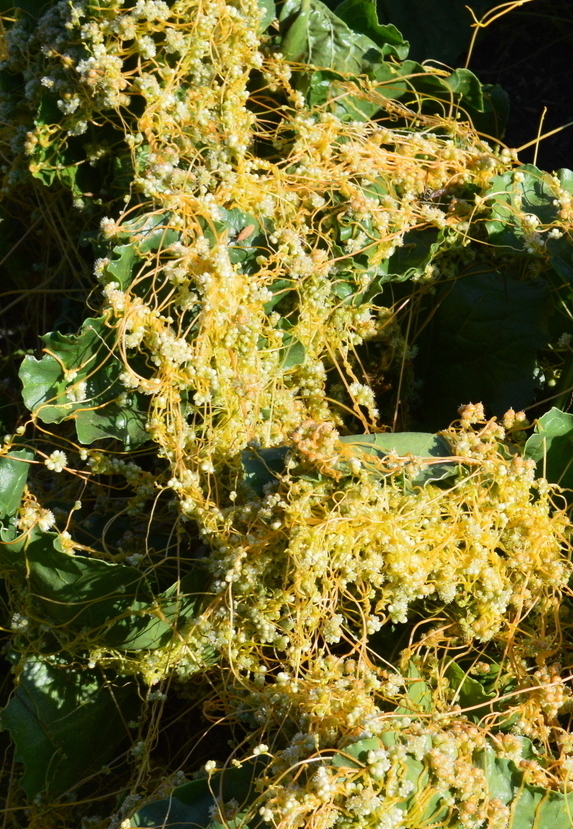 Image of Cuscuta campestris specimen.