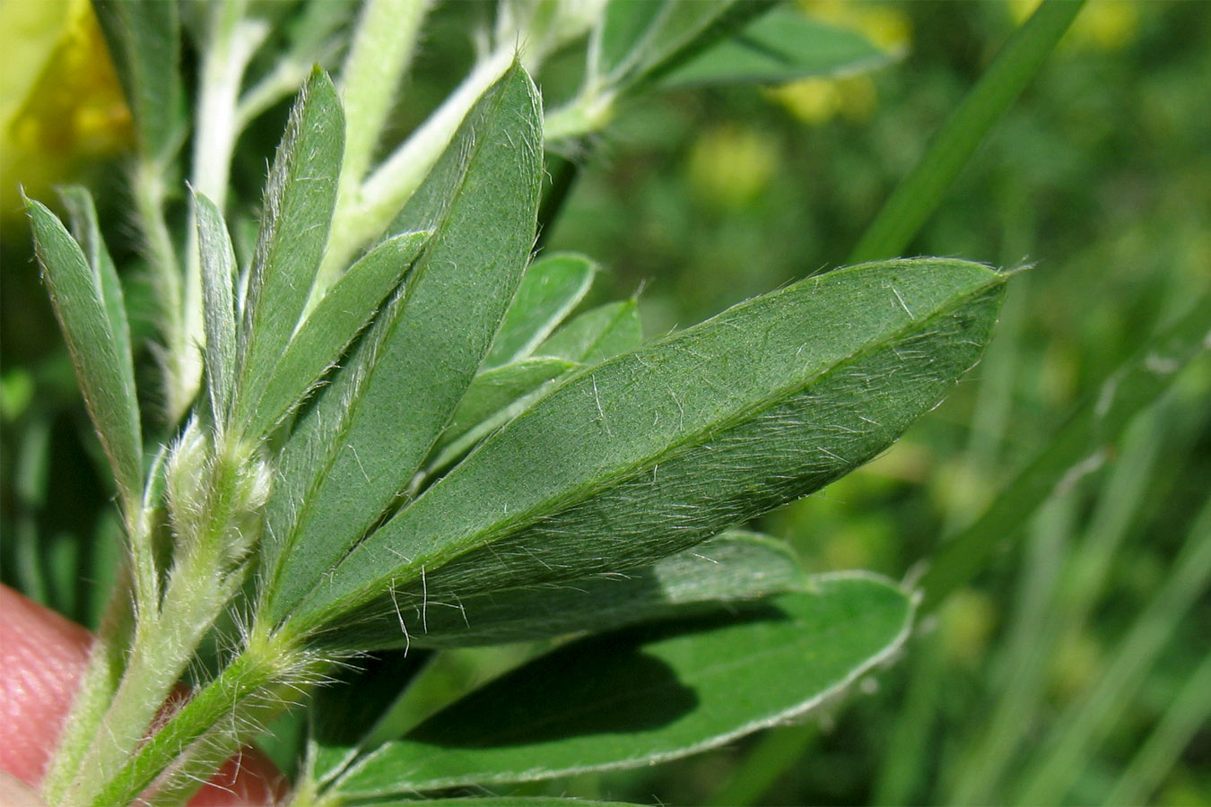 Image of Chamaecytisus rochelii specimen.