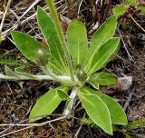 Pilosella officinarum
