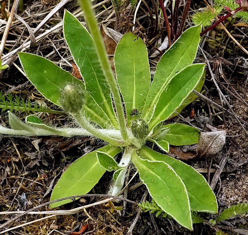 Изображение особи Pilosella officinarum.