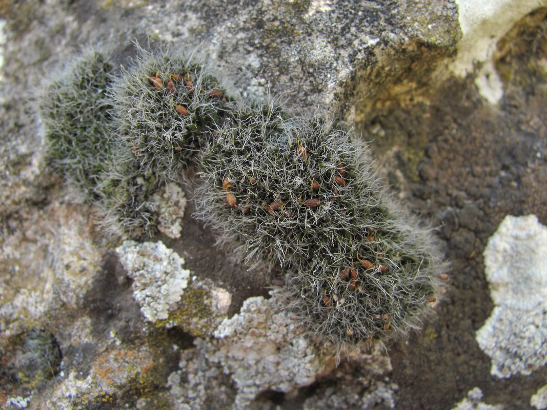 Image of class Bryopsida specimen.