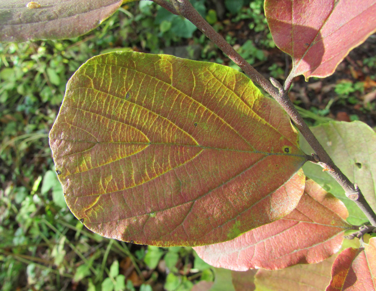 Image of Fothergilla major specimen.