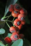 Pyracantha koidzumii