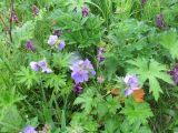 Geranium erianthum. Цветущие растения. Камчатка, Олюторский зал., побережье лагуны Тинтикун, сырой луг рядом с сероводородным источником. 11.07.2018.