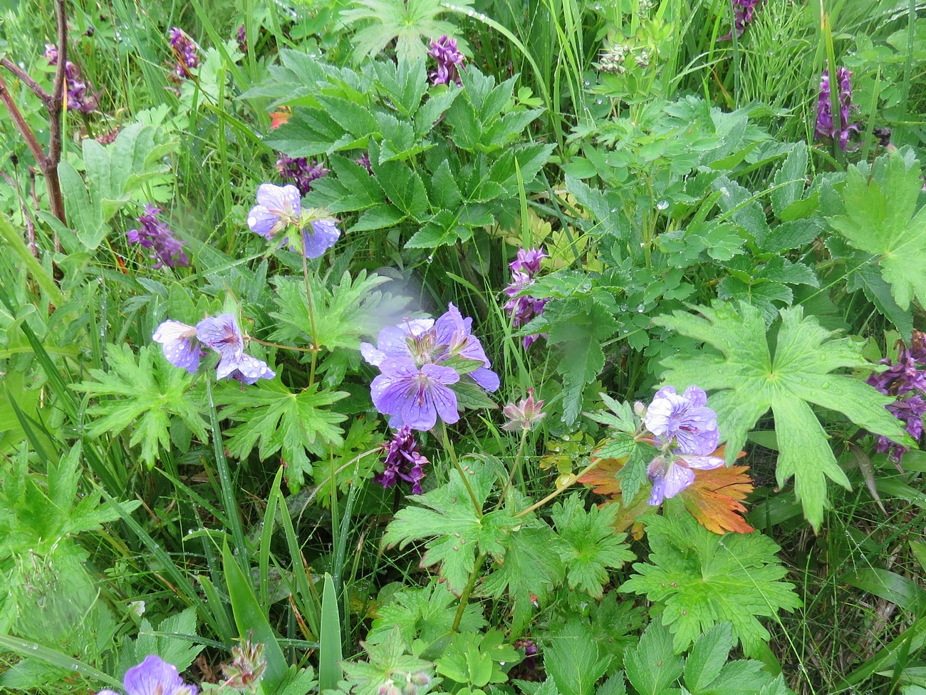 Image of Geranium erianthum specimen.