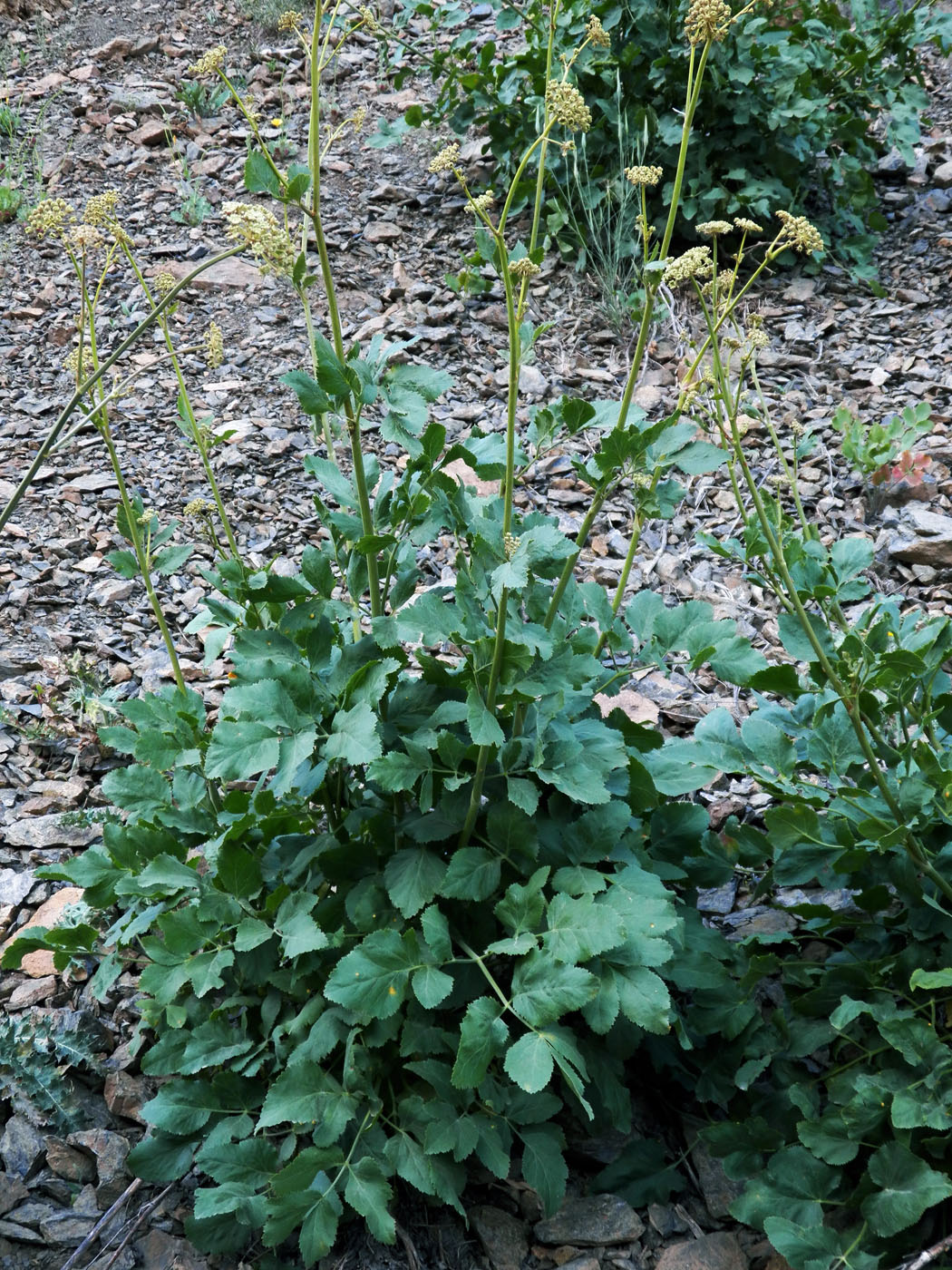 Изображение особи Mediasia macrophylla.