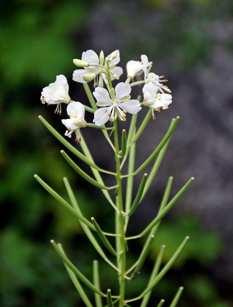 Изображение особи Chamaenerion angustifolium.