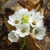 Ornithogalum thyrsoides