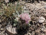 Saussurea glacialis. Доцветающее растение на переотложенной соленосной красно-малиновой глине. Кыргызстан, Ошская обл., Алайский р-н, окр. аула Бор-Добо, Памирский тракт, в 400 м от государственной границы с Таджикистаном; Восточный Памир, Заалайский хребет, северный макросклон вблизи водораздельного гребня, перевал Кызыл-Арт, левый борт ущелья около его днища; пустошные криофитно- и колючеразнотравные альпийские группировки на вспученных автоморфных солончаках по эрозионным выходам пестроцветных толщ, выс. 4250 м н.у.м. 14 августа 2018 г.