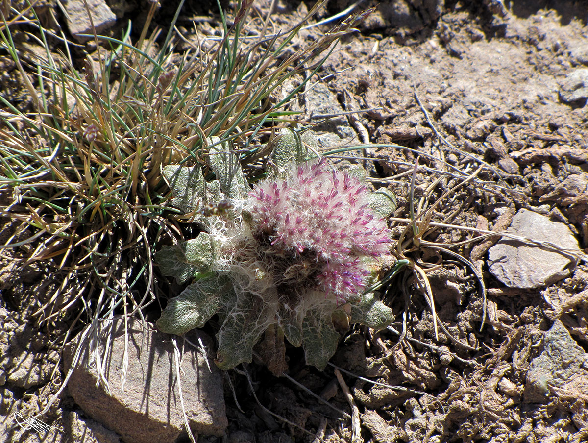 Изображение особи Saussurea glacialis.