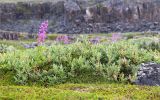 Salix glauca. Плодоносящие растения (слева цветущий Chamaenerion angustifolium). Мурманская обл., окр. пос. Дальние Зеленцы, вороничная тундра. 27.07.2018.