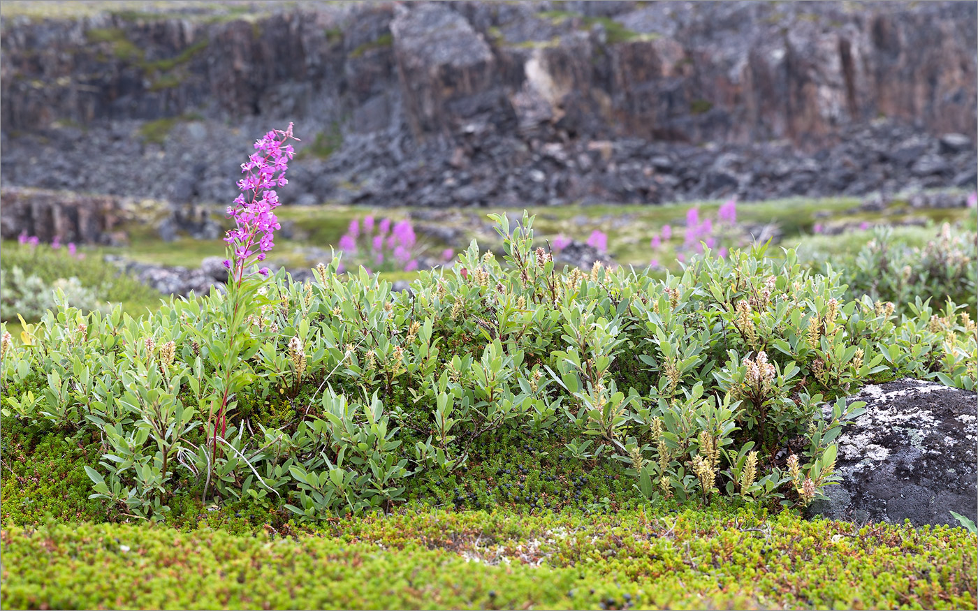 Image of Salix glauca specimen.