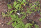 Potentilla supina ssp. paradoxa