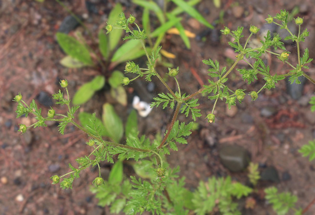 Изображение особи Potentilla supina ssp. paradoxa.