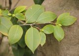 Camellia japonica. Веточки с бутонами. Краснодарский край, Черноморское побережье Кавказа, м/о г. -к. Геленджик, с. Кабардинка, Старый парк, в культуре. 21 января 2017 г.