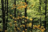 Rhododendron luteum. Цветущее растение. Краснодарский край, Туапсинский р-н, парк Кадош, дубовая роща. 01.05.2013.