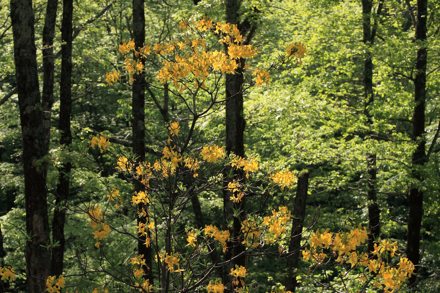 Image of Rhododendron luteum specimen.