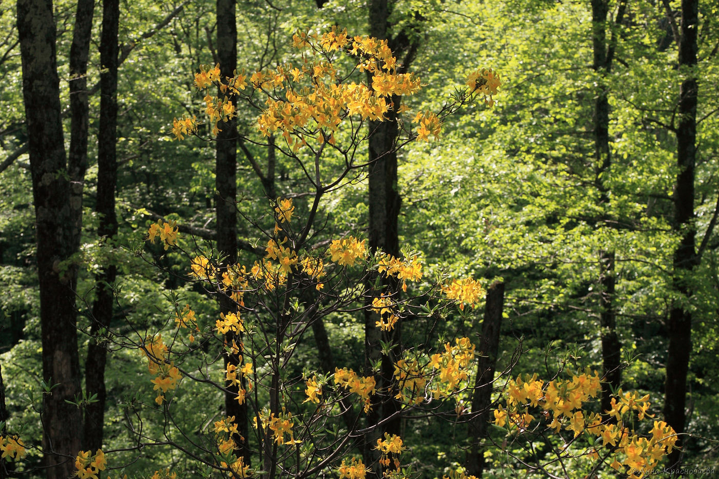 Изображение особи Rhododendron luteum.