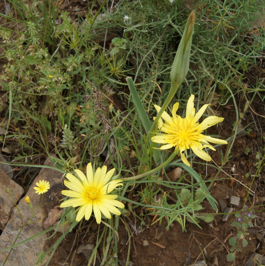 Image of genus Tragopogon specimen.