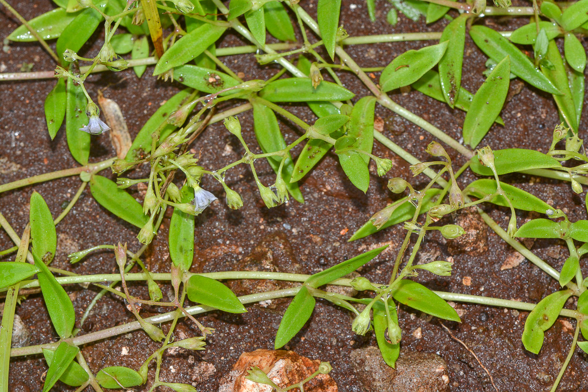 Image of Pentodon pentandrus specimen.