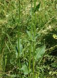 Rumex acetosa