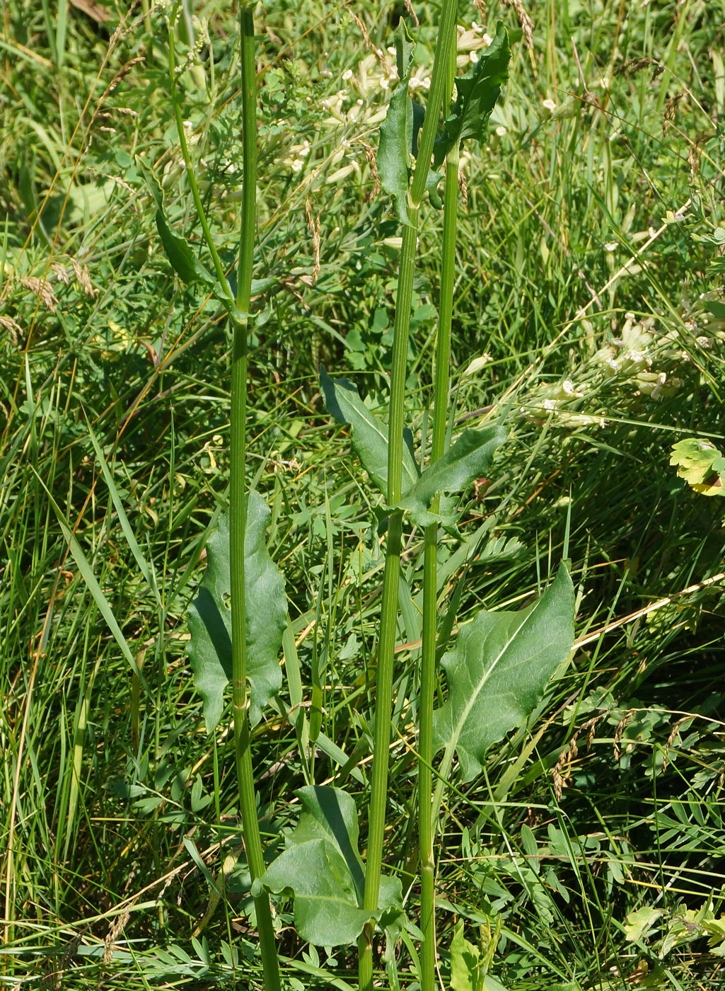 Image of Rumex acetosa specimen.