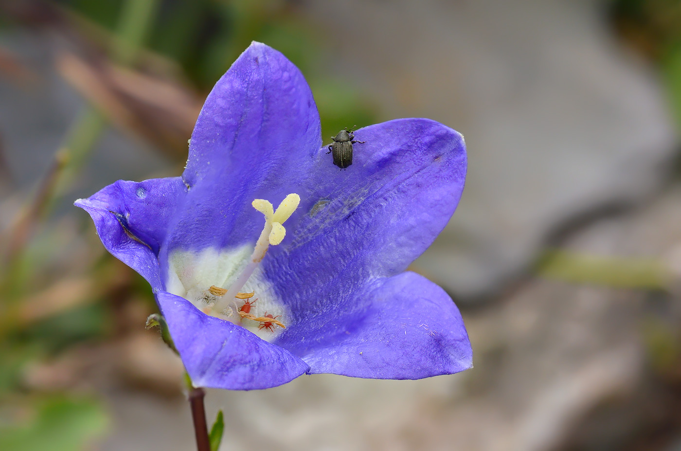 Изображение особи Campanula saxifraga.