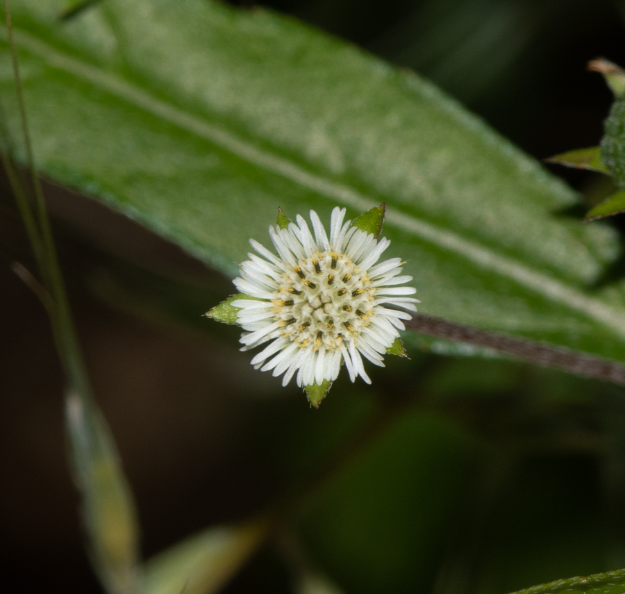 Изображение особи Eclipta prostrata.