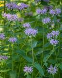 Monarda fistulosa. Верхушки зацветающих растений. Кировская обл., г. Киров, Ботанический сад Вятского государственного университета, в культуре. 31.07.2018.