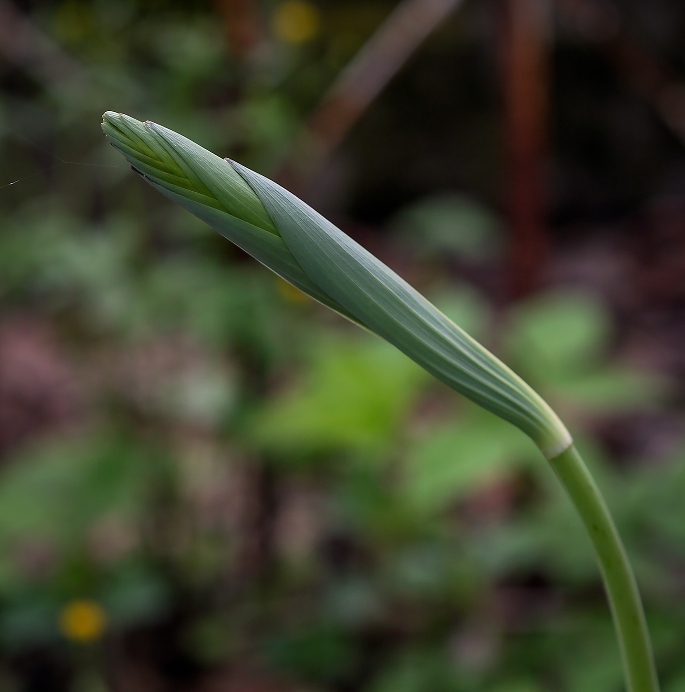 Image of Polygonatum multiflorum specimen.