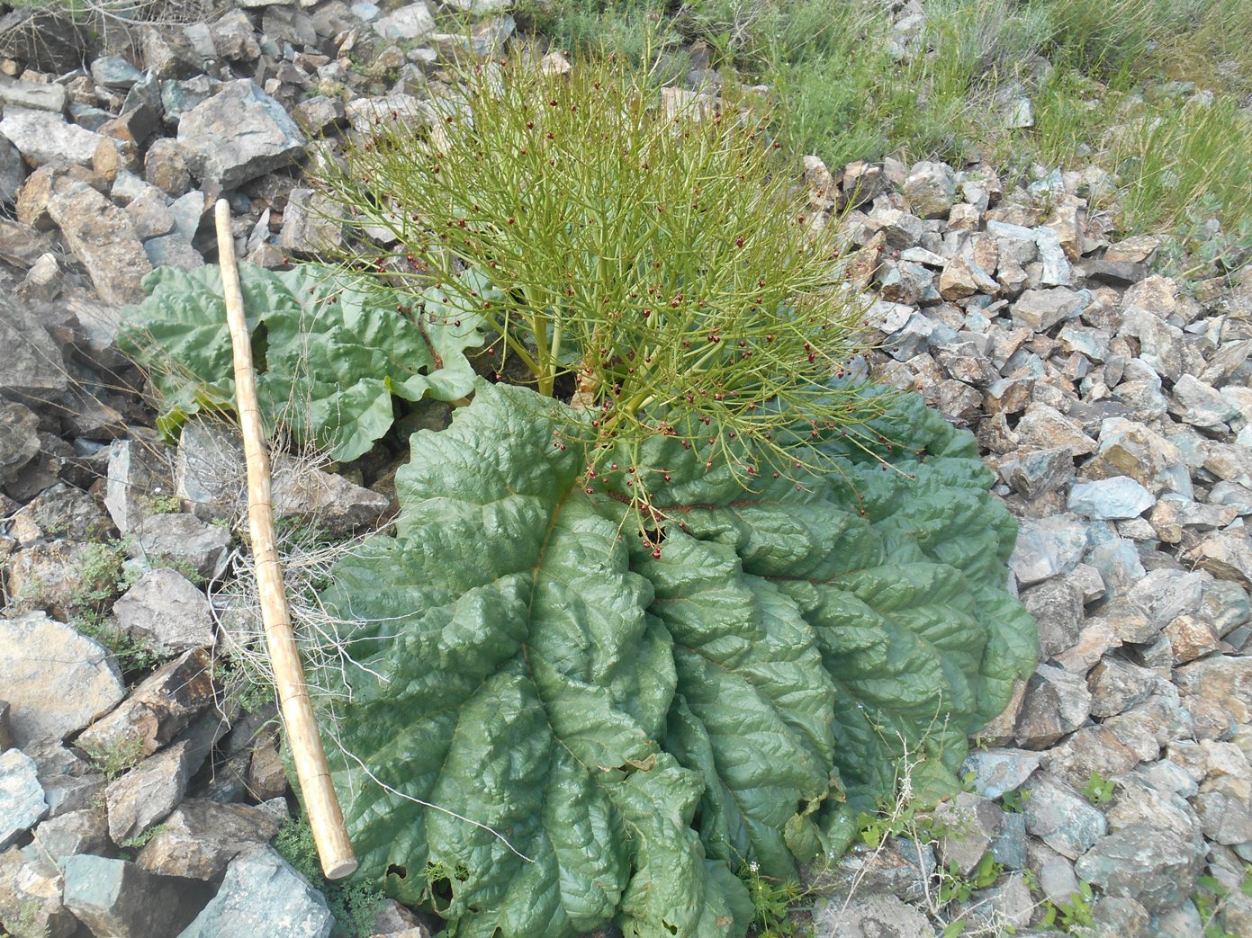 Image of Rheum macrocarpum specimen.