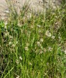 Carex praecox. Цветущие растения. Казахстан, Восточно-Казахстанская обл., г. Усть-Каменогорск, берег р. Иртыш. 09.05.2019.