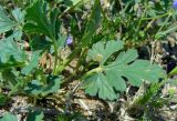 Erodium oxyrhynchum