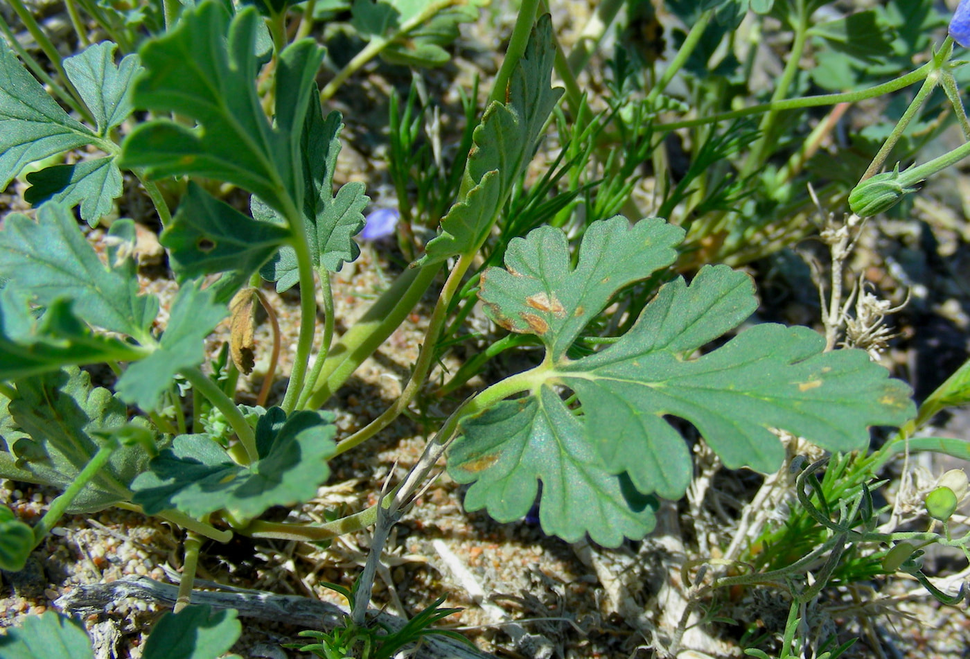 Image of Erodium oxyrhynchum specimen.