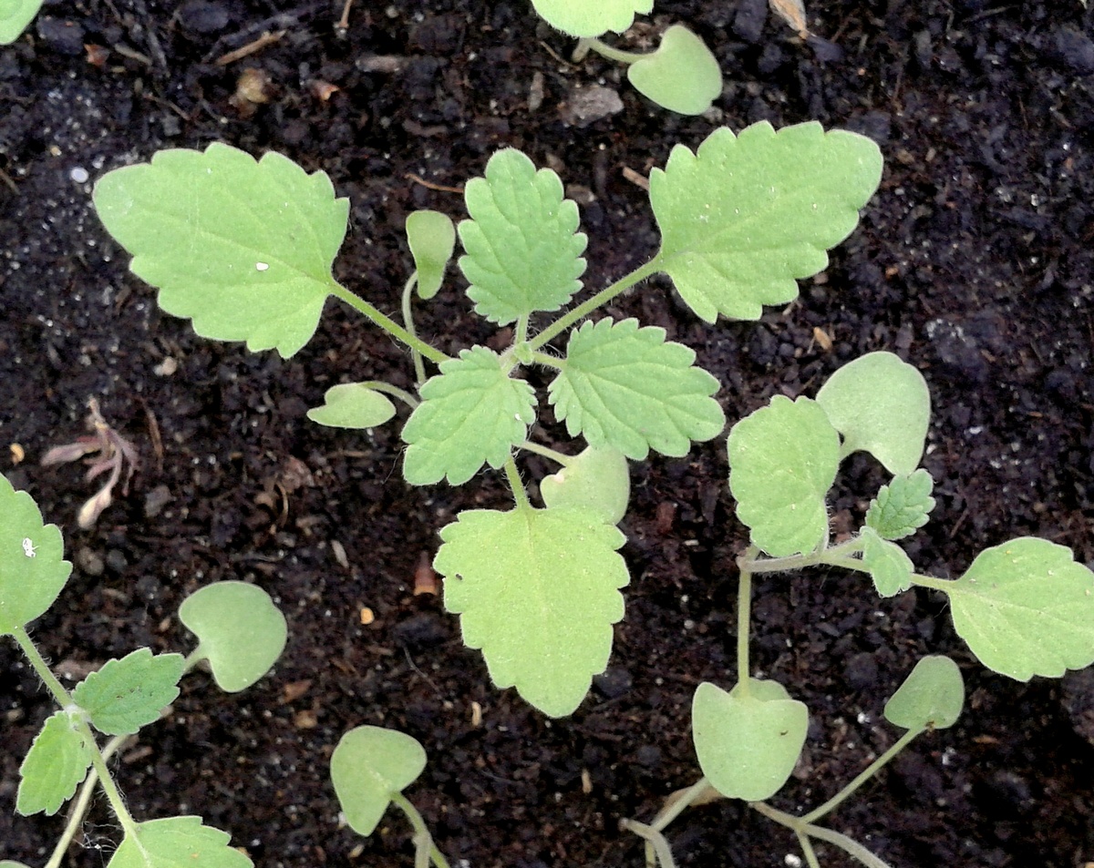 Изображение особи Nepeta mussinii.