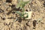 Astragalus bakaliensis